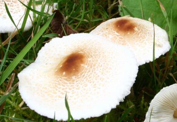 令人毛骨悚然的五种巨型生物,最稀有的10种菌类