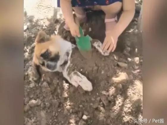小女孩用泥土玩“埋狗”游戏，狗狗一脸生无可恋的任埋