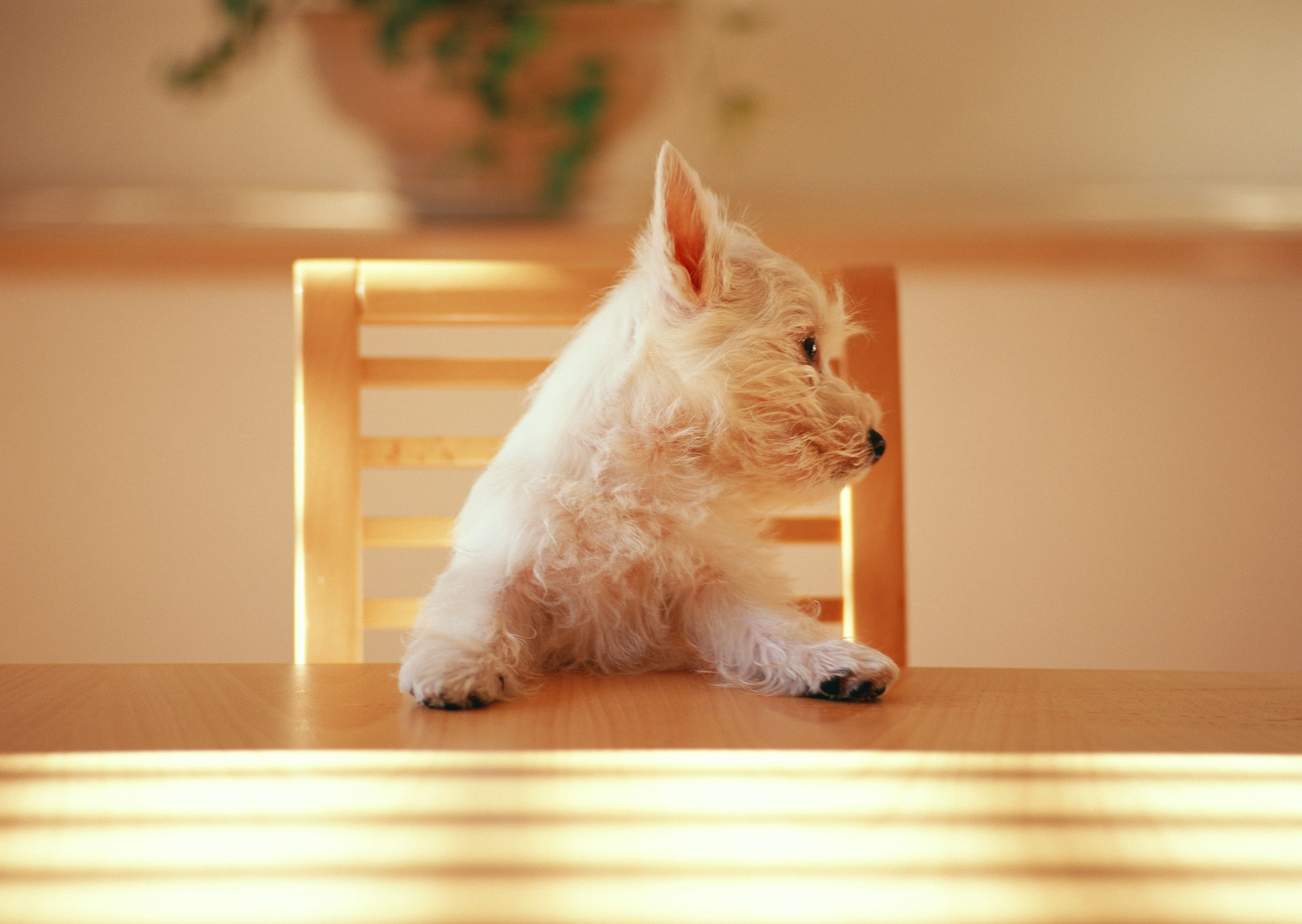 孕妇可以接触多溴联苯材质吗 (多溴二苯醚对孕妇的危害)