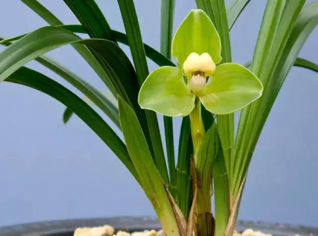 中国国花有什么样的品质,中国国花有什么品质