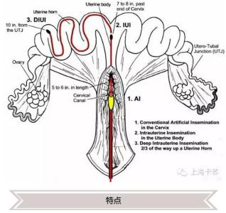 后备母猪深部输精的危害,母猪深部输精后出血