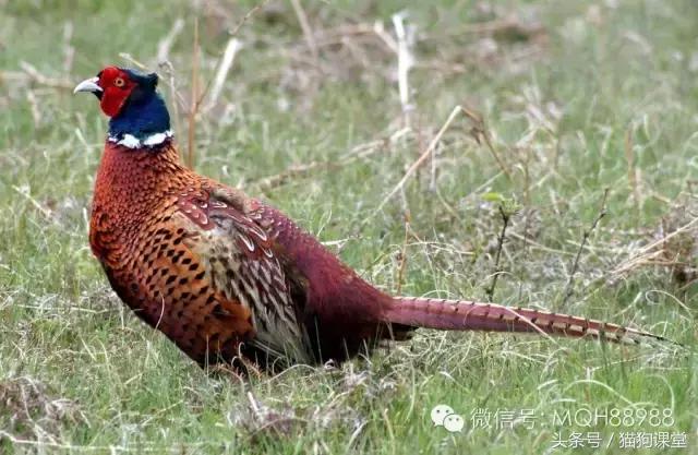 动物百科视频大全40分钟,动物百科第一期鸟类