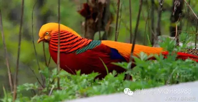 动物百科视频大全40分钟,动物百科第一期鸟类