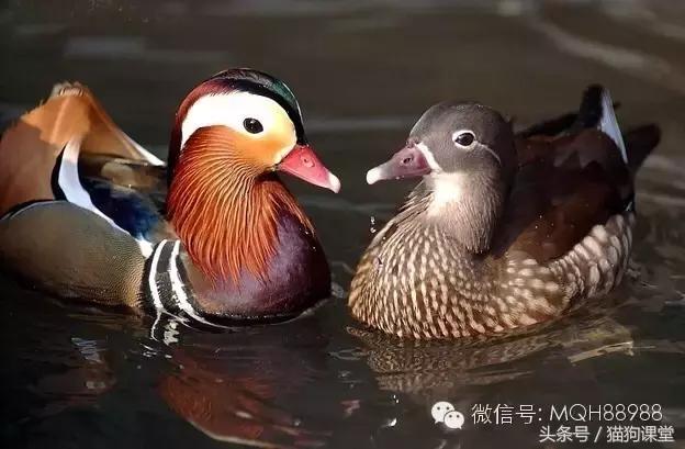 动物百科视频大全40分钟,动物百科第一期鸟类