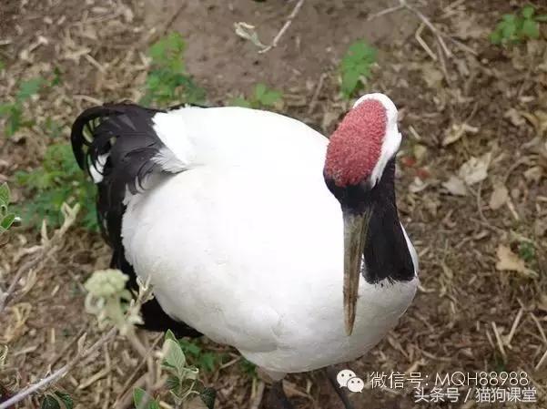 动物百科视频大全40分钟,动物百科第一期鸟类