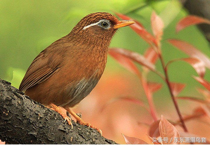 画眉鸟换毛期间喂什么活虫最好,画眉鸟换羽期要吃什么