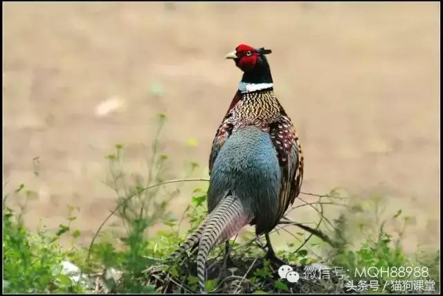 动物百科视频大全40分钟,动物百科第一期鸟类