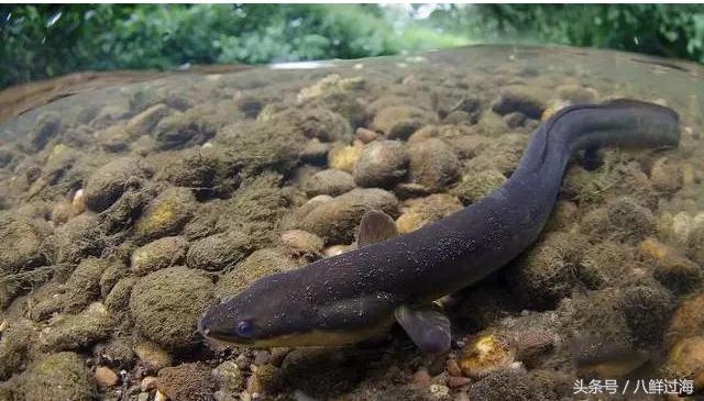 鳗鱼的智商有多高,鳗鱼的神奇之处