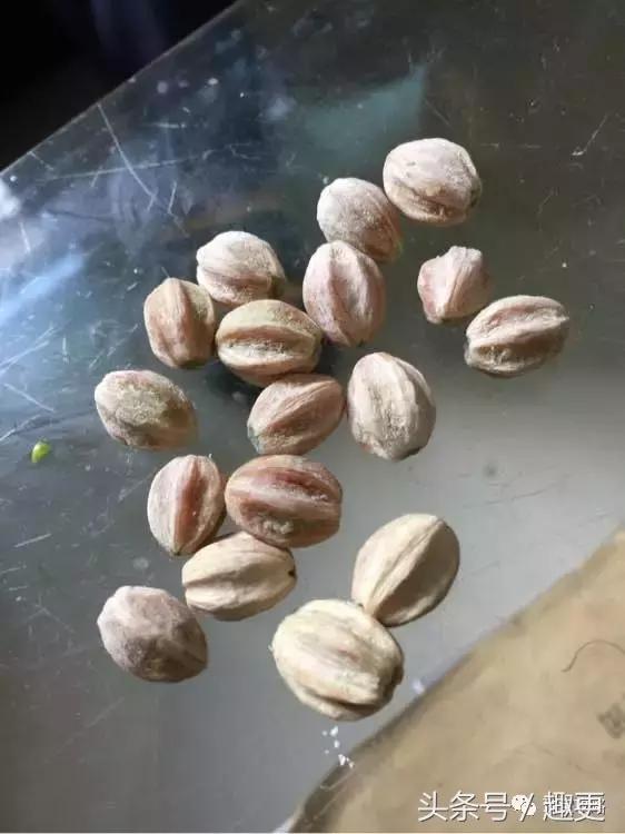 百香籽没黑点是假的吗,百香籽5厘米的是假货吗