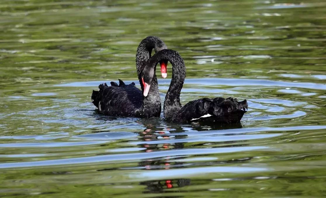 黑天鹅与灰犀牛的含义,黑天鹅和灰犀牛经济学