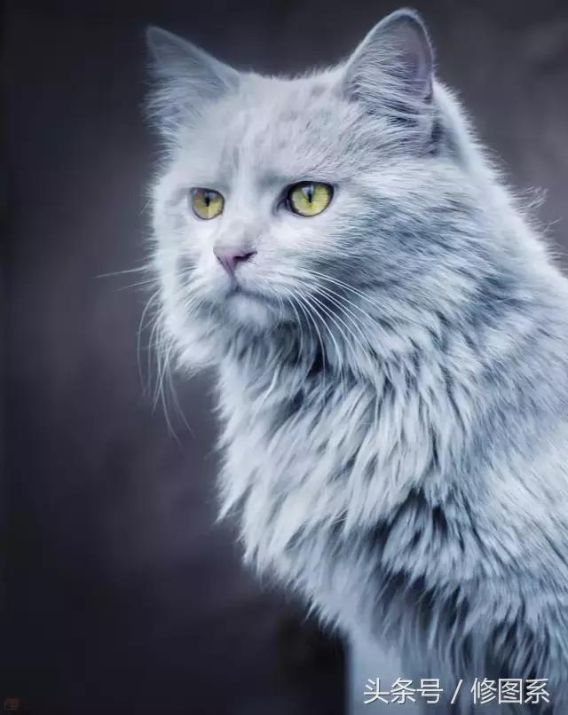 修图师会用哪些修图软件,修图师都用ps么