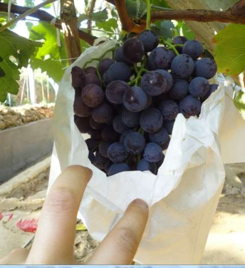 果树用膨大剂有效果吗,果树如何正确使用膨大剂