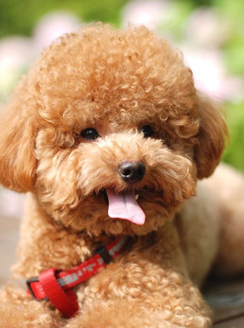 泰迪狗狗的食物禁忌,泰迪狗狗的饮食禁忌