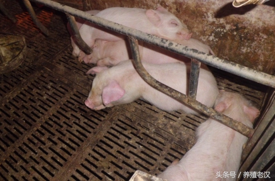 养龟眼肿怎么办,猪眼睛肿怎么快速消肿