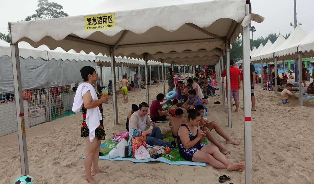 汪星人大战螃蟹,汪星人大战龙虾