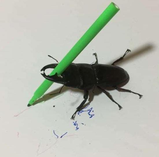 你养的宠物只会花钱，人家日本美女养的宠物会画画，还能挣钱