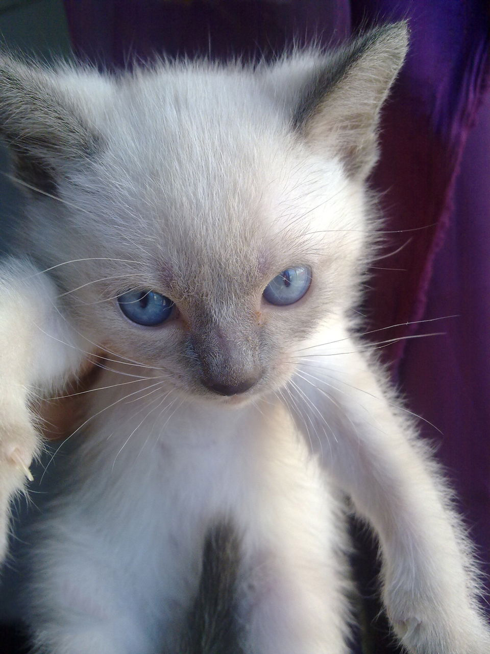 每日一猫暹罗猫,猫界保姆暹罗猫