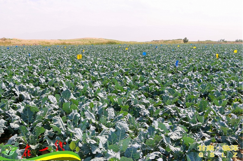 培育新型农业经营主体,农业转型托起农民致富梦