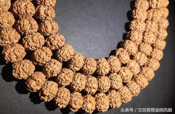 小金刚菩提清理到什么程度,小金刚菩提下水怎么清理