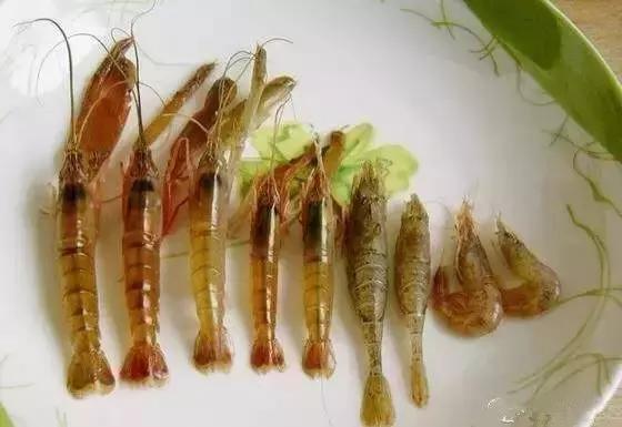 又到吃海蛎子的季节,又到了吃海鲜的季节生蚝