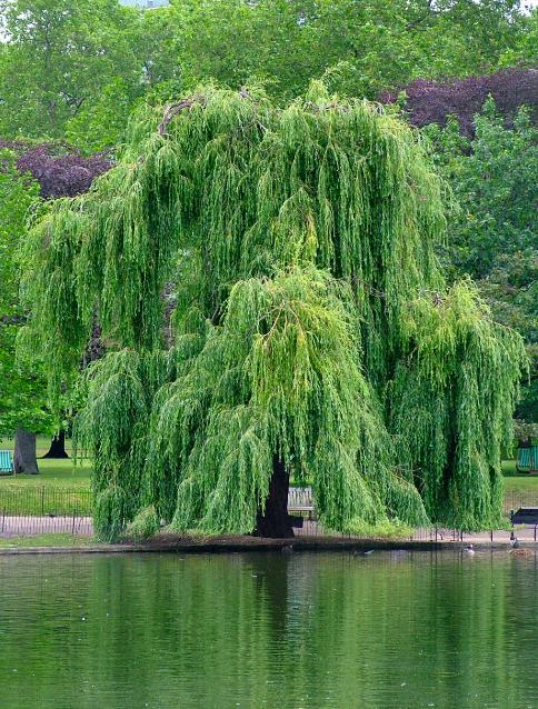 美国农民挣钱,美国农民种树