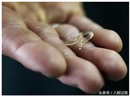 鳗鱼的智商有多高,鳗鱼的神奇之处