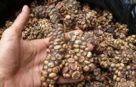 猫屎咖啡最贵的饮品,为什么猫屎咖啡是世上最贵的咖啡