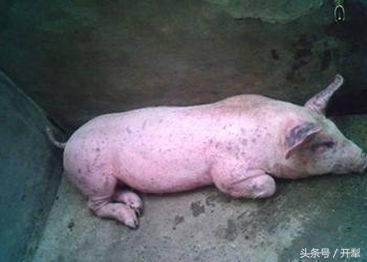 猪身上湿疹病怎么治啊,猪湿疹怎么治用什么药治疗
