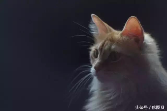 修图师会用哪些修图软件,修图师都用ps么