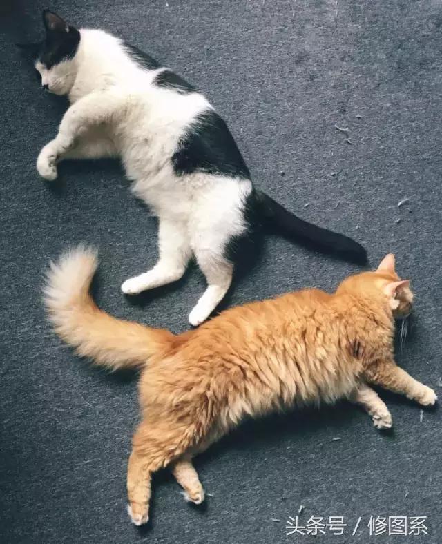 修图师会用哪些修图软件,修图师都用ps么