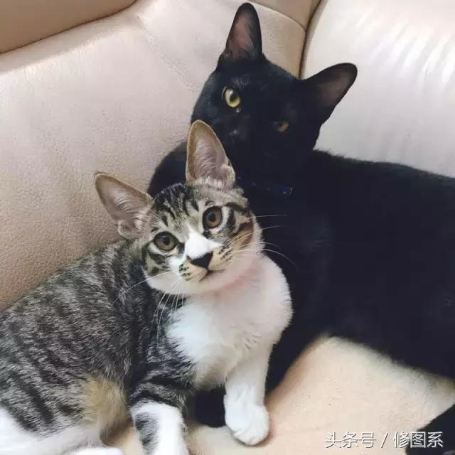 修图师会用哪些修图软件,修图师都用ps么