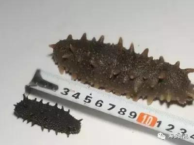 常吃海参的人身体会发生哪些变化,经常吃鸡蛋的人快看看吧