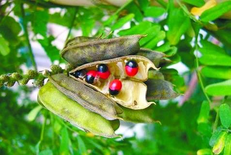 云南可以做手串的植物,山东有什么适合做手串的植物