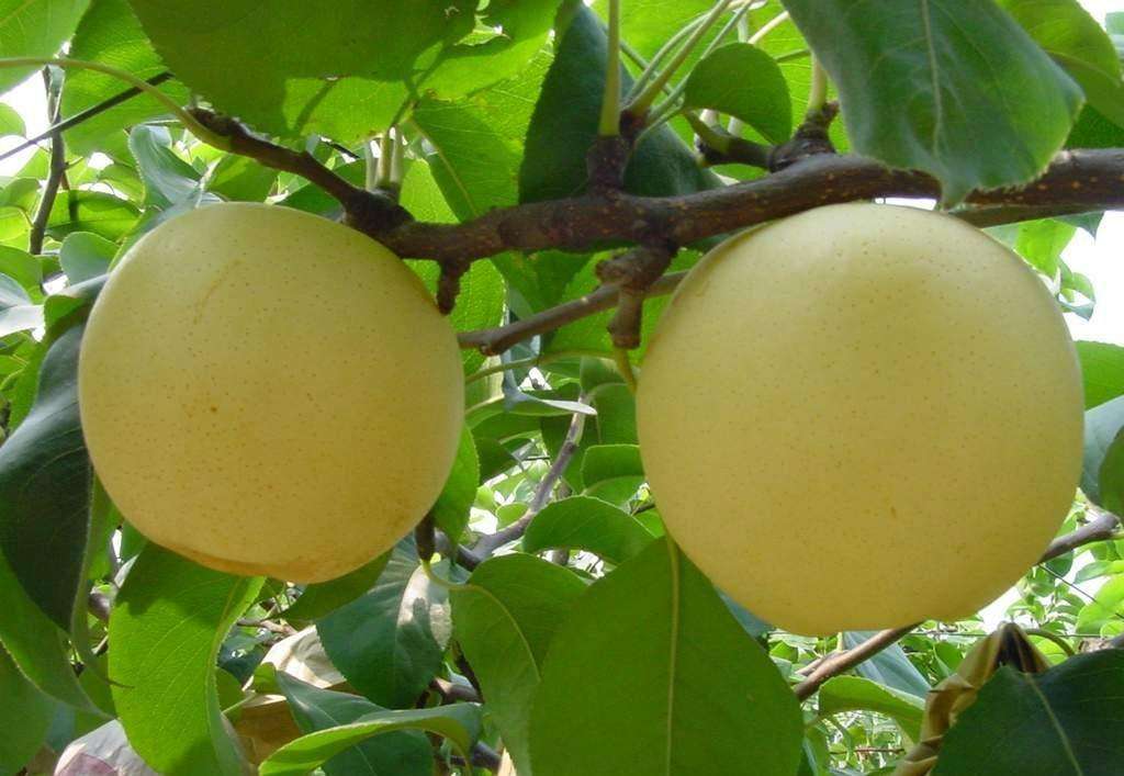 省市特产,各个省市农副特产