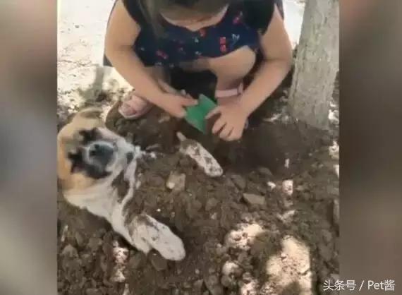 小女孩用泥土玩“埋狗”游戏，狗狗一脸生无可恋的任埋