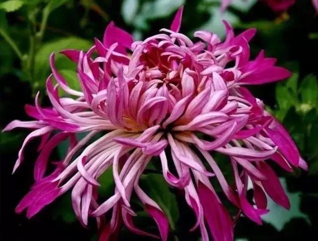 中国国花有什么样的品质,中国国花有什么品质