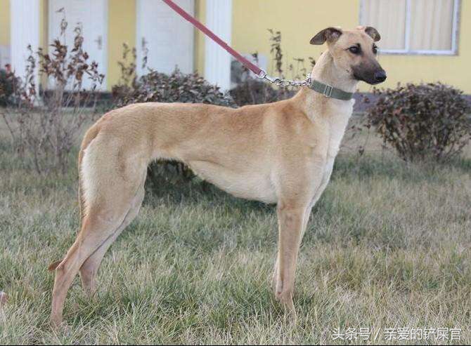 格力犬怎么能达到最佳状态,格力小知识视频