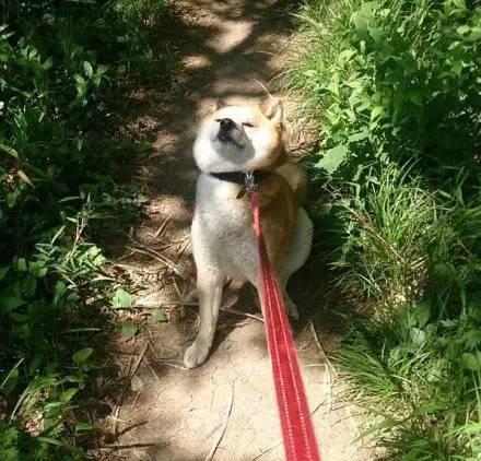 出门遛狗狗不拉屎怎么办,遛狗狗狗不愿意回家