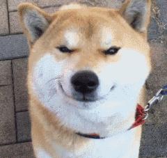 出门遛狗狗不拉屎怎么办,遛狗狗狗不愿意回家