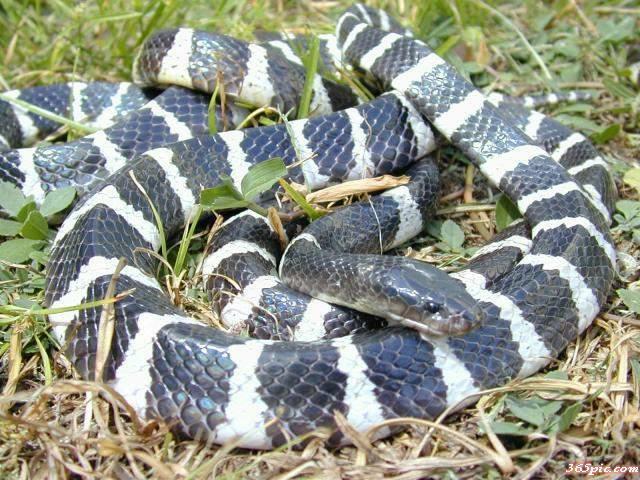 蛇毒急救,中蛇毒正确急救方法是什么