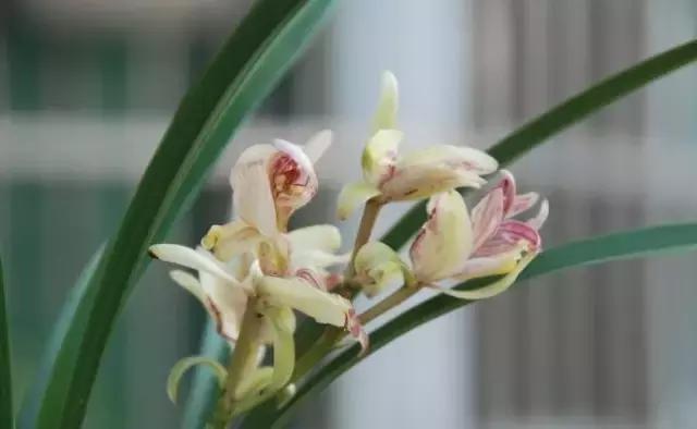 四季兰用什么盆栽最好看,四季兰花期养护