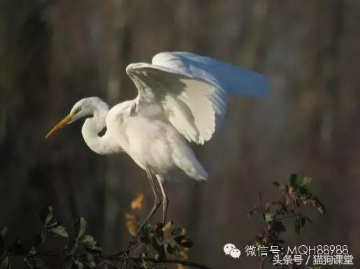 动物百科视频大全40分钟,动物百科第一期鸟类