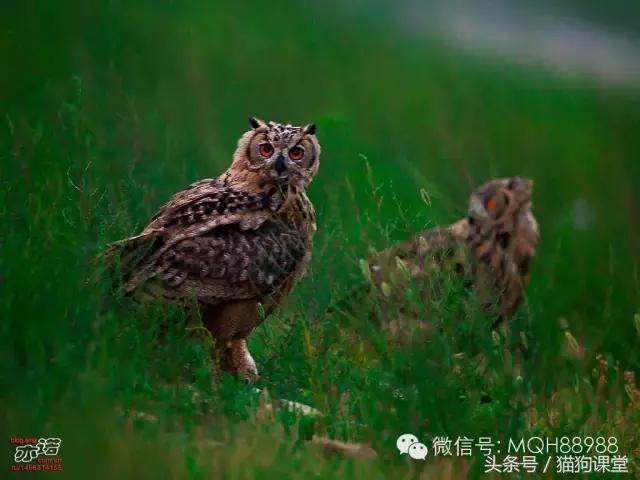 动物百科视频大全40分钟,动物百科第一期鸟类