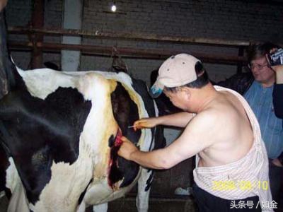 奶牛真胃阻塞最佳治疗方法,奶牛真胃移位可以自行恢复吗