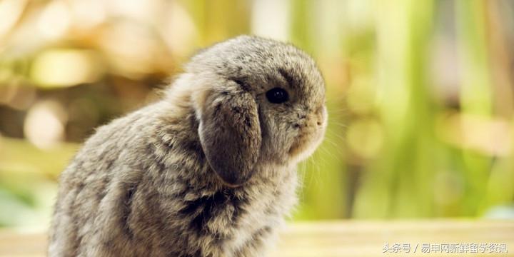 国外留学有犯罪记录,在美留学生拍照被抓