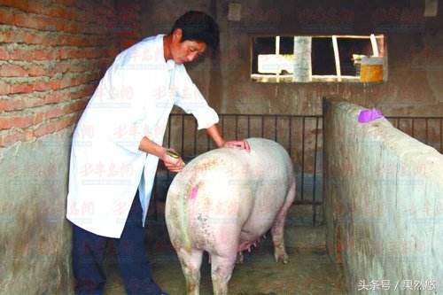 配种后输精管应何时拔下？要不要拍一下猪屁股？丨这里有准确答案