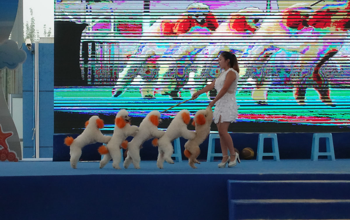 汪星人大战螃蟹,汪星人大战龙虾