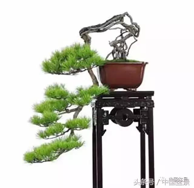 盆景的意境之美,优雅的盆景