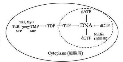 想知道自己身体是否有癌怎么检查,怀疑患了肿瘤怎么筛查最好