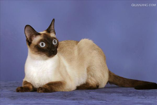 每日一猫暹罗猫,猫界保姆暹罗猫